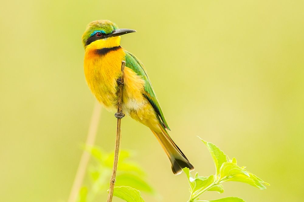 Africa-Tanzania-Tarangire National Park Little bee eater close-up